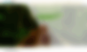 Papagayo.mx thumbnail