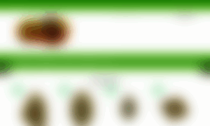Tucamello.es thumbnail