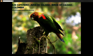 Birdsmanizales.blogspot.com thumbnail