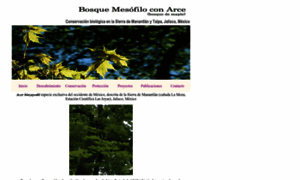 Bosquedearce.org thumbnail
