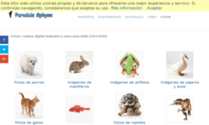 Galeria.paradais-sphynx.com thumbnail