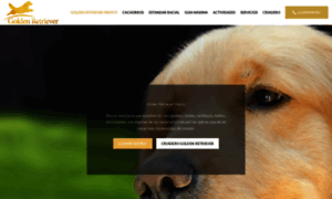 Goldenretriever.mx thumbnail