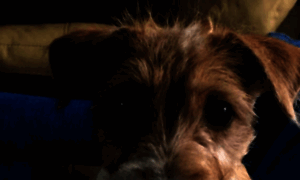 Mascotashome.com thumbnail