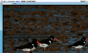 Misimagenesdeaves.blogspot.com thumbnail