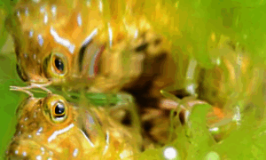 Portfolionatural.com thumbnail