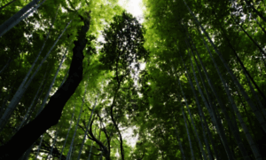 Psicoterapeutaonline.es thumbnail