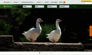 Rupit.com thumbnail