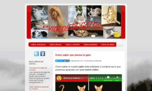 Videodegatos.com thumbnail